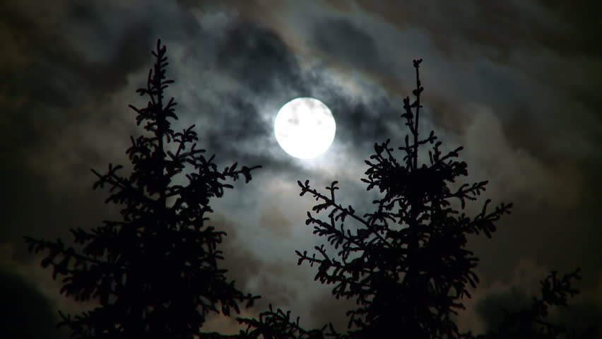 Header of Pines