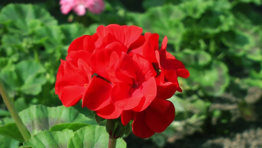Header of pelargonium