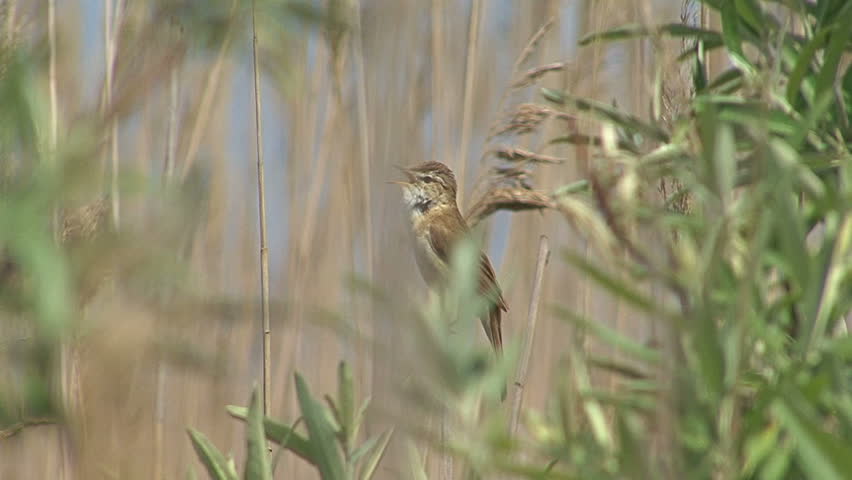 Header of Acrocephalus agricola
