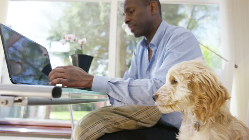 Dog Laptop Stock Footage Video | Shutterstock