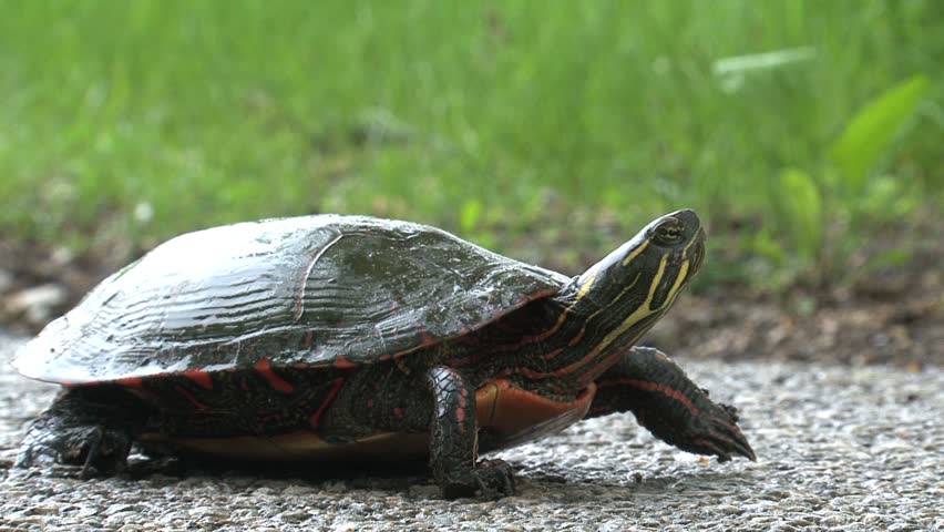 turtles-on-the-move-agh-ipb-ac-id