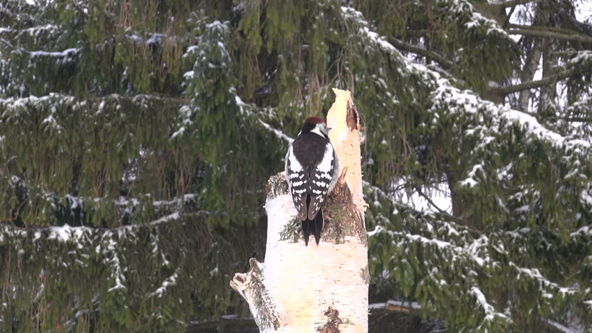 Hd00 14the Middle Spotted Woodpecker Perching On Birch Stump By