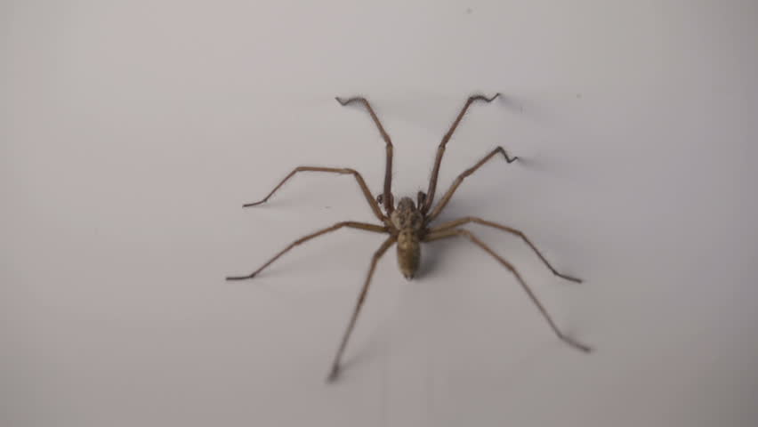 Wolf Spider In The House ~ Wolf Spider