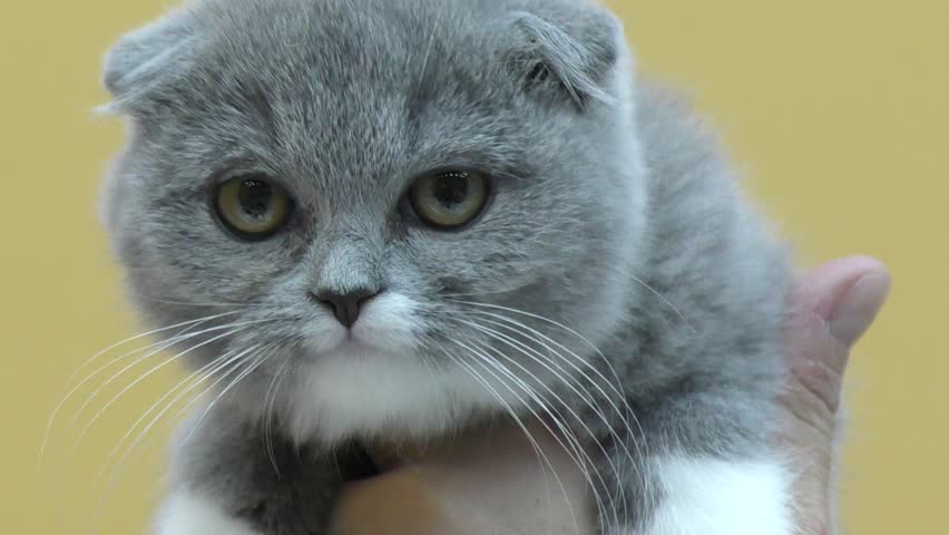 Scottish Fold Cat Look Around Whisks Color Stock Footage 