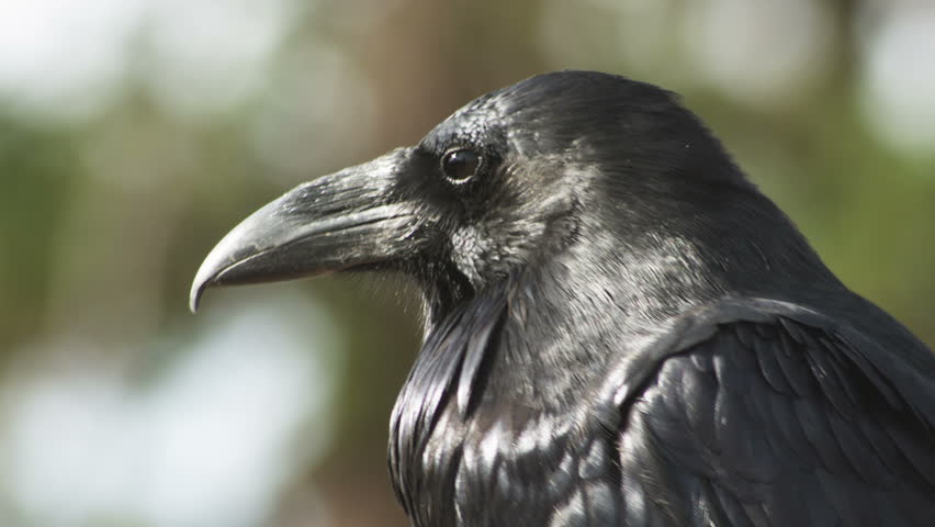 Balkan Storyline. Most Big European Songbird - Raven (Corvus Corax) In ...