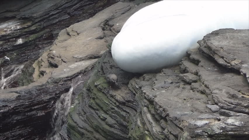 Header of inca tern