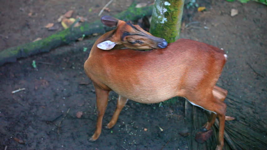Header of genus Muntiacus