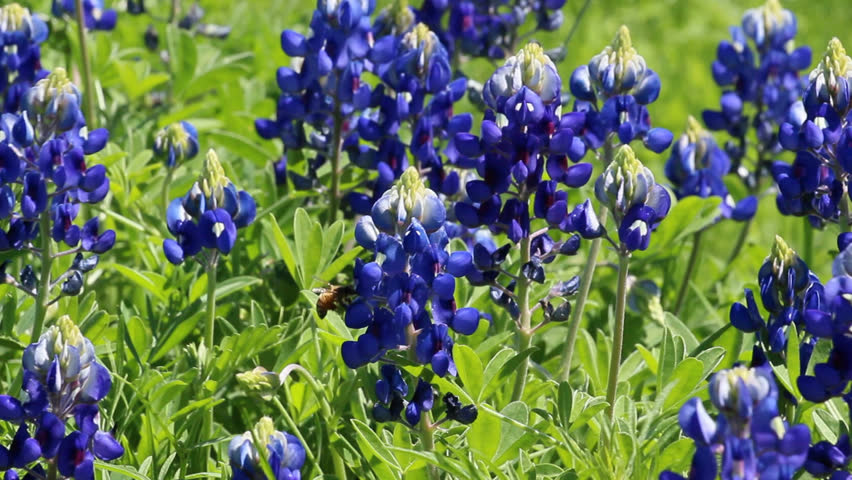 Texas Bluebonnet In Bloom. Field Close Up. State Flower Of Texas. Blue ...