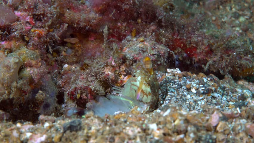 Header of stomatopod
