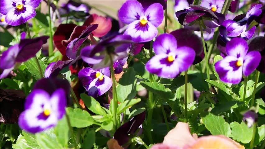 Header of pansy