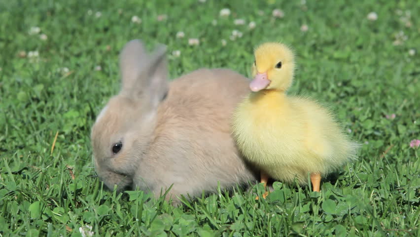 Baby Yellow And White Chick Standing On Wooden Post Chirping And ...