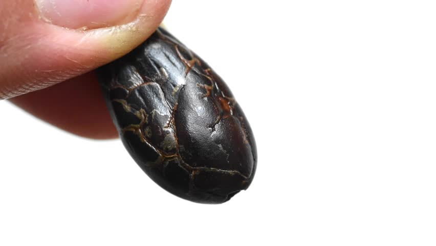 Header of cacao bean