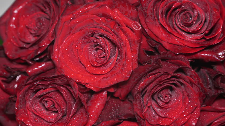 Red Roses Close Up Beautiful Stock Footage Video 100 Royalty
