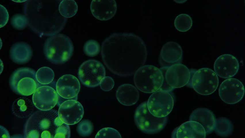 Volvox Aureus Bacteria Colonies In Stock Footage Video (100% Royalty 