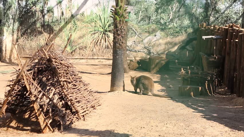 Header of aviary