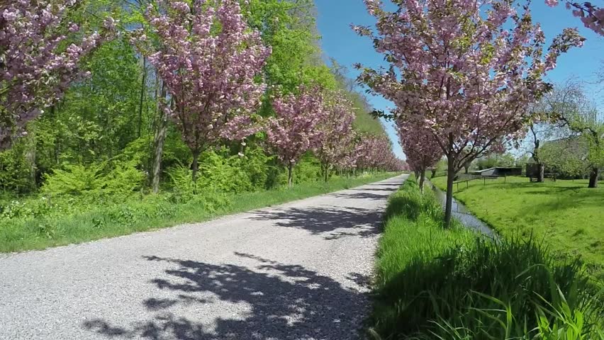 Rural Road Pink Cherry Blossom Stock Footage Video 100 Royalty