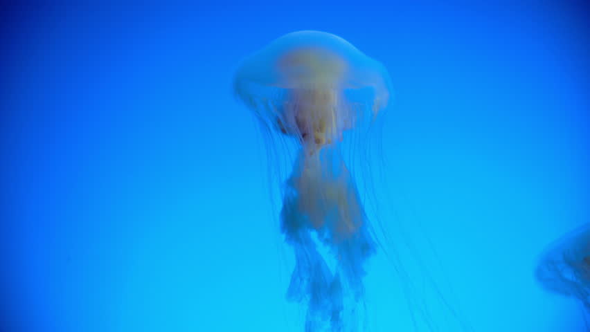 jellyfish and ocean currents Blooms often form where two currents meet and if there is an scientists think that we might be seeing more jellyfish blooms than before because ocean. jellyfish and ocean currents Blooms often form where two currents meet and if there is an scientists think that we might be seeing more jellyfish blooms than before because ocean.