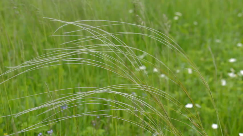 Header of Stipa