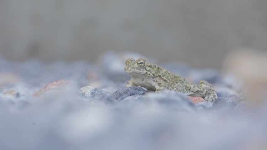 Frog ,stone ,move, Animal, Jump Stock Footage Video (100% Royalty-free ...