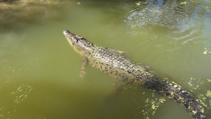 Stock Video Clip of Australian Saltwater crocodile swim in ariver ...