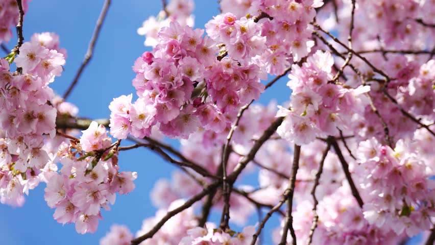Japanese Cherry (sakura) Blossom With Pink Flowers On The Tree On Blue