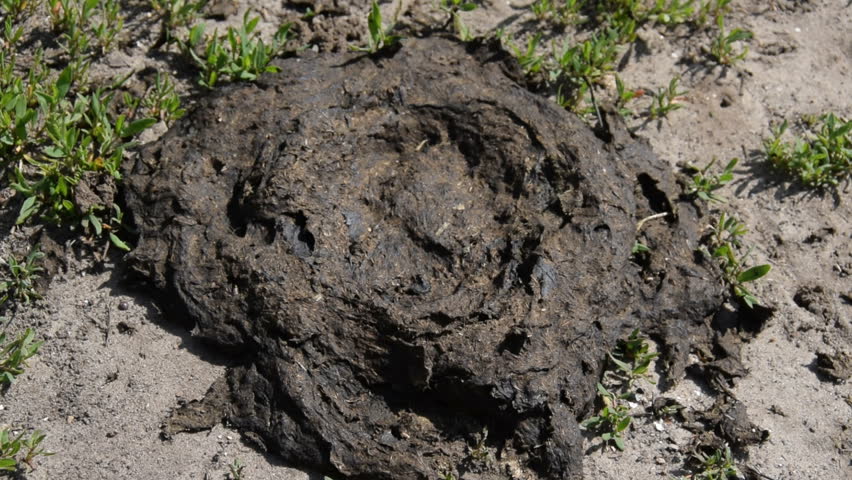 Cow Dung Stock Footage Video | Shutterstock