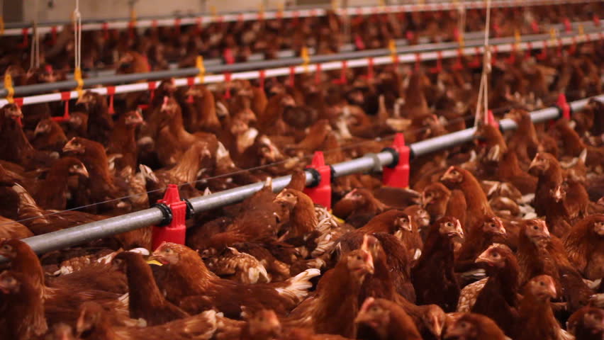 Header of poultry