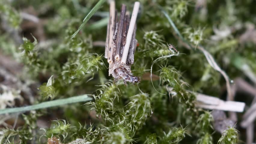 Header of Trichoptera