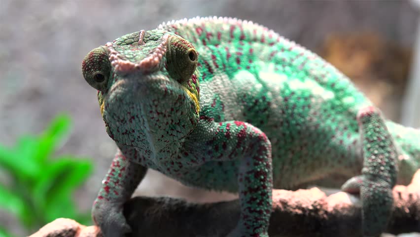 Header of Madagascar