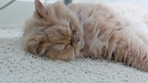 Cute Little White Fluffy Cocker Stock Footage Video 100 Royalty
