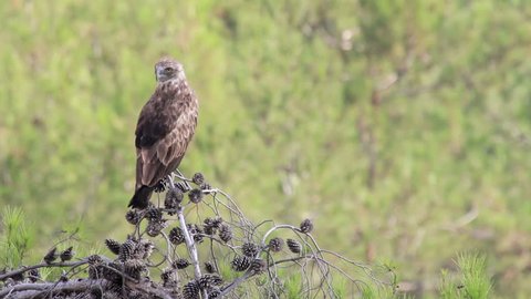 Short toed eagle standing on a branch
Beautiful shot of Short toed eagle standing on a branch
