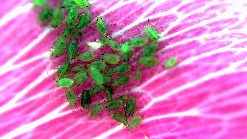 Header of mallow