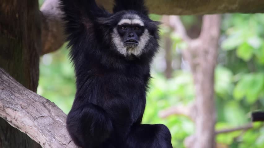 Header of Agile Gibbon