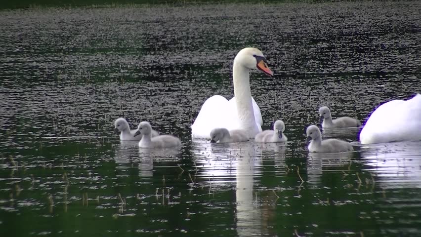 Header of swan