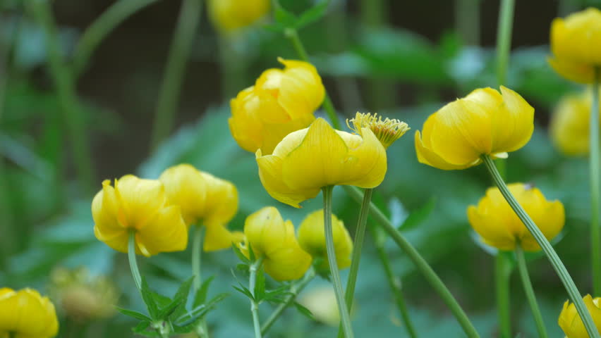 Header of globeflower