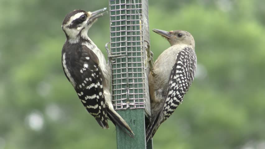 Stock Video Of Juvenile Red Bellied Woodpecker Melanerpes Carolinus   1 