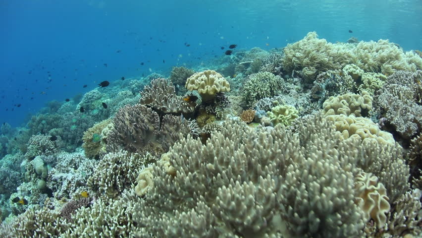 Stock Video Clip of A beautiful and vibrant coral reef thrives ...
