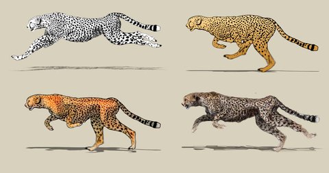 Cartoon Cheetah Running Four Different Drawing Stock Footage Video (100%  Royalty-free) 18254947 | Shutterstock