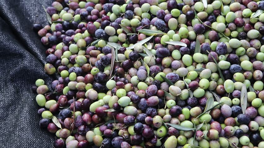 Olive Tree Stock Footage Video (100% Royalty-free) 18328507 | Shutterstock