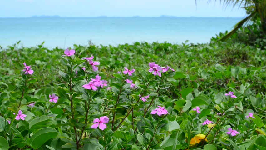 Header of Vinca
