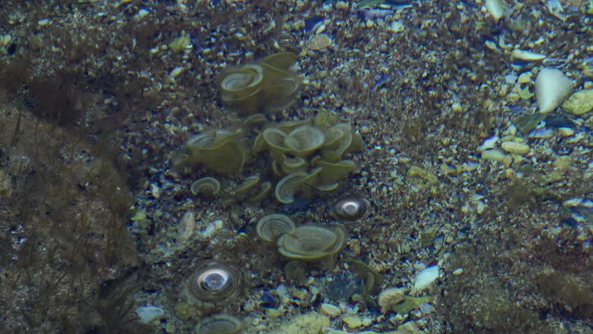 alga of the mediterranean thesis alga of the mediterranean thesis