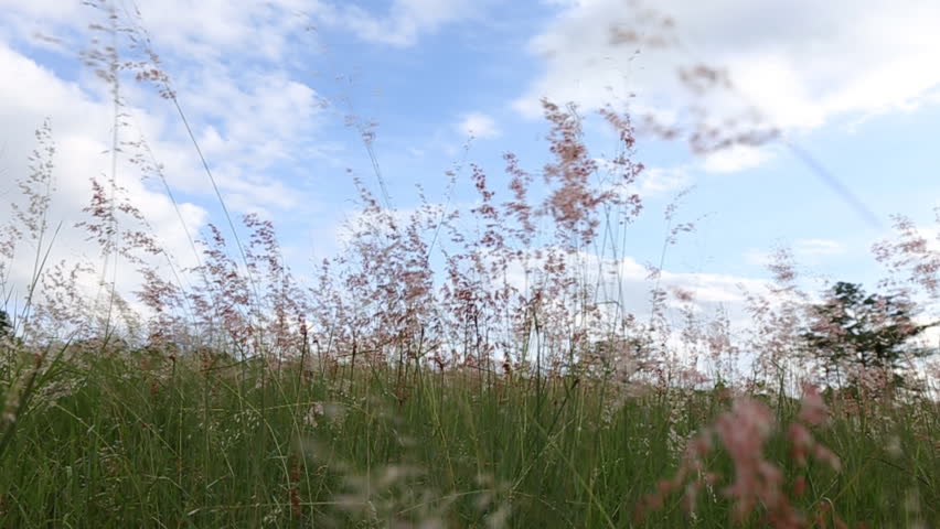 Stock video of grass flower in the breeze of | 18410437 | Shutterstock