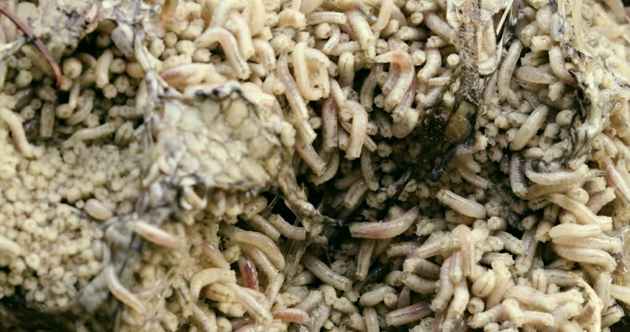 Maggots In Cock