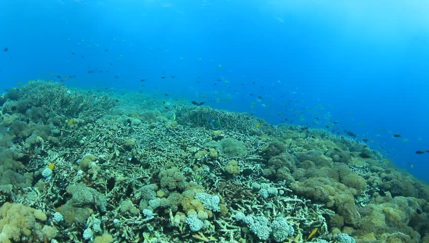 Dead Coral, Old Abandoned Fishing Nets, And Plastic Pollution Killing ...