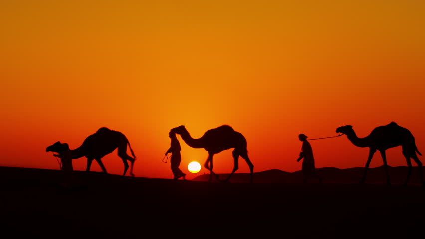 Camel Stock Video Footage - 4K and HD Video Clips | Shutterstock