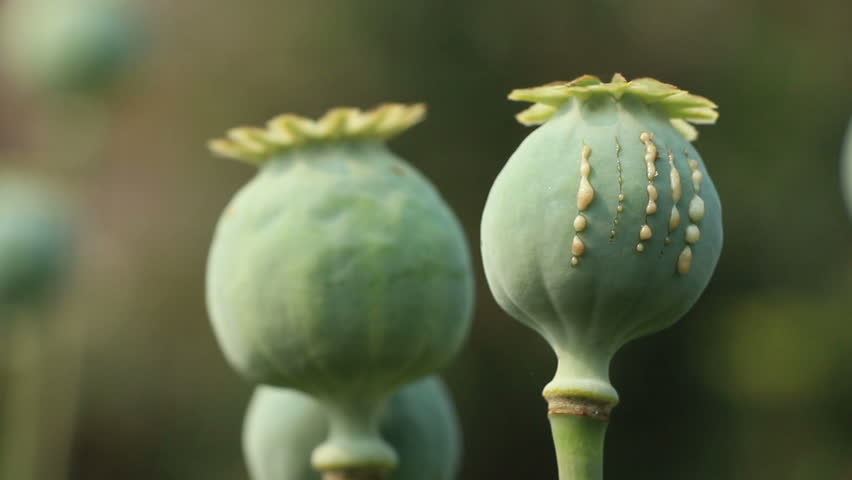 Papaver Poppy Seed Pod Close Stock Footage Video 100