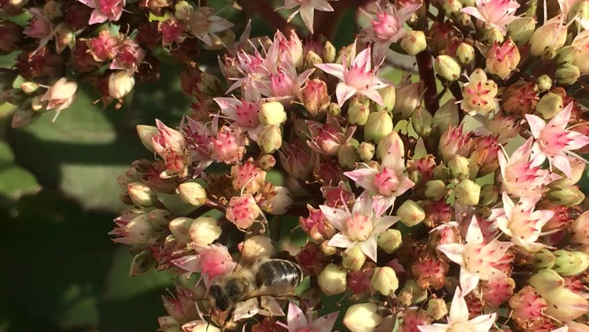 Header of sedum