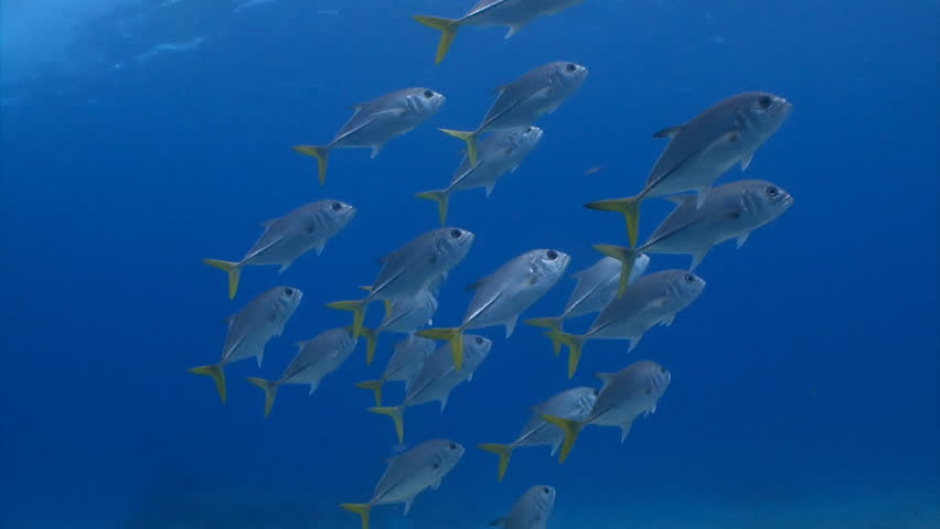 Image result for image of school of fish in deep water