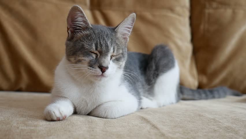 Cat Home Sitting On The Stock Footage Video 100 Royalty Free
