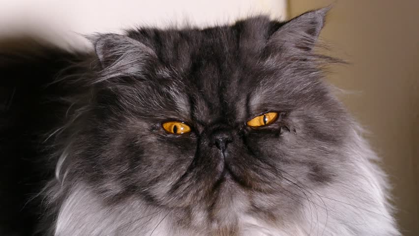 Persian Cat Grey Kitten Cat's Blog